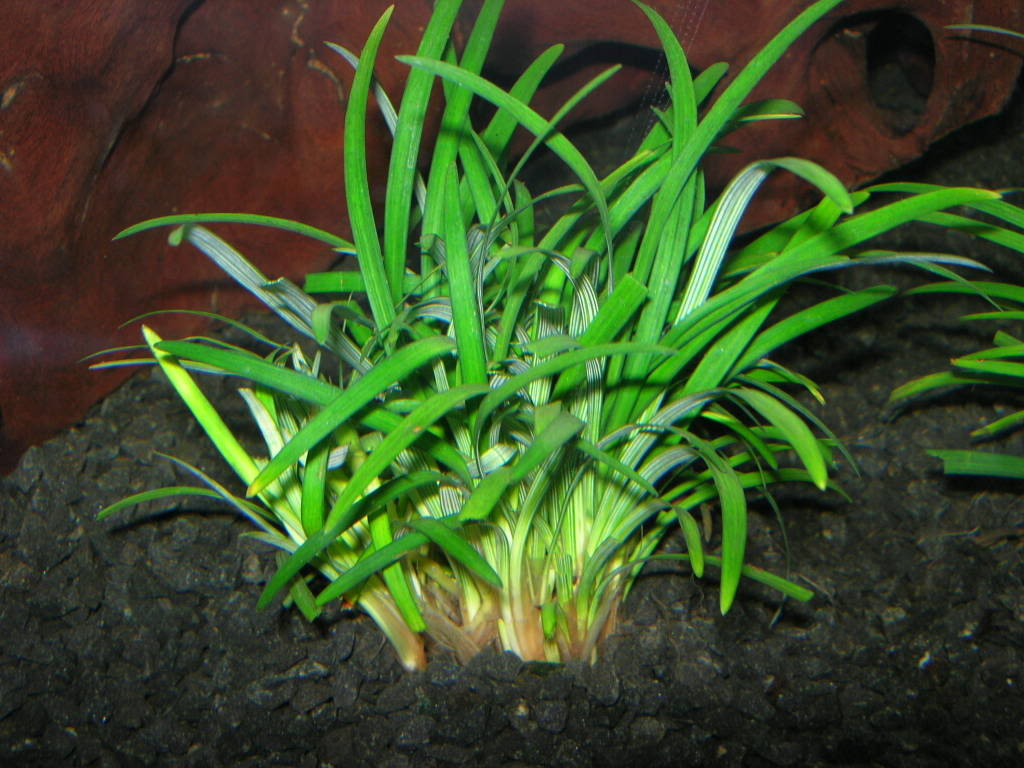 Ophiopogon Jaburan
